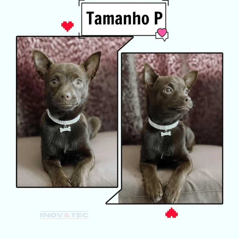 Colar Pet Chique - Coleira Cravejada De Cristais De Zircônia | Seu Pet Ainda Mais Estiloso!