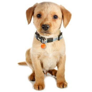 Luz LED de Segurança para Animais de Estimação Clip-On